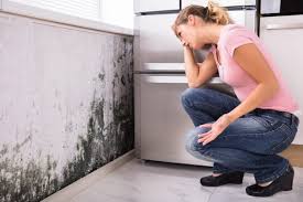 Environmental Consulting for Mold Prevention in East Freehold, NJ